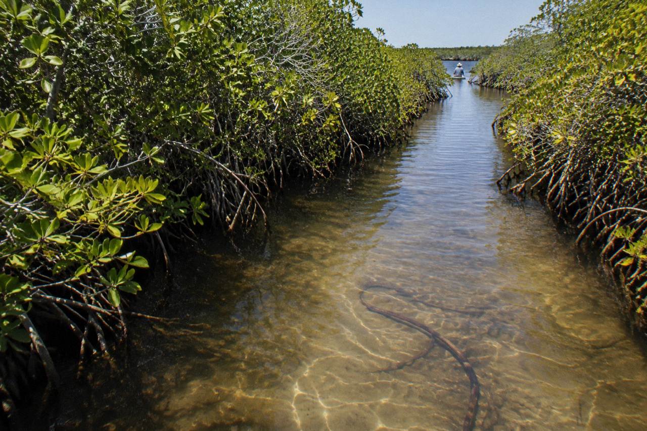 Clear shallow water winding between mangrove walls in an ancient Mayan canal