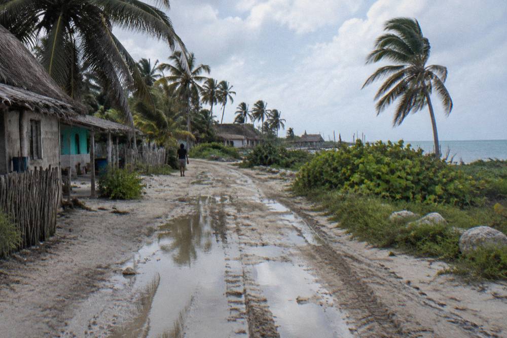 A rutted dirt track winding through low coastal scrub with palm trees and standing water in the tire ruts