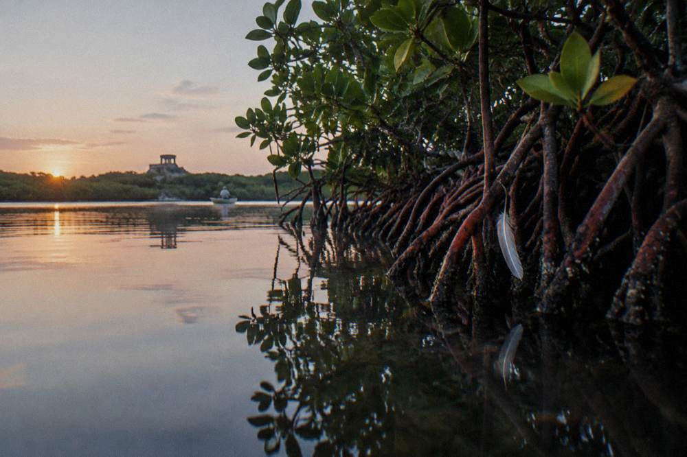 A quiet lagoon edge at dawn with still water reflecting mangroves and an open pale sky