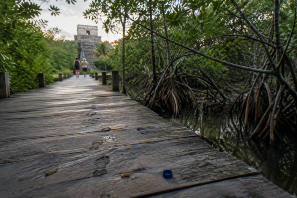 A wooden boardwalk leading through mangroves toward a calm lagoon