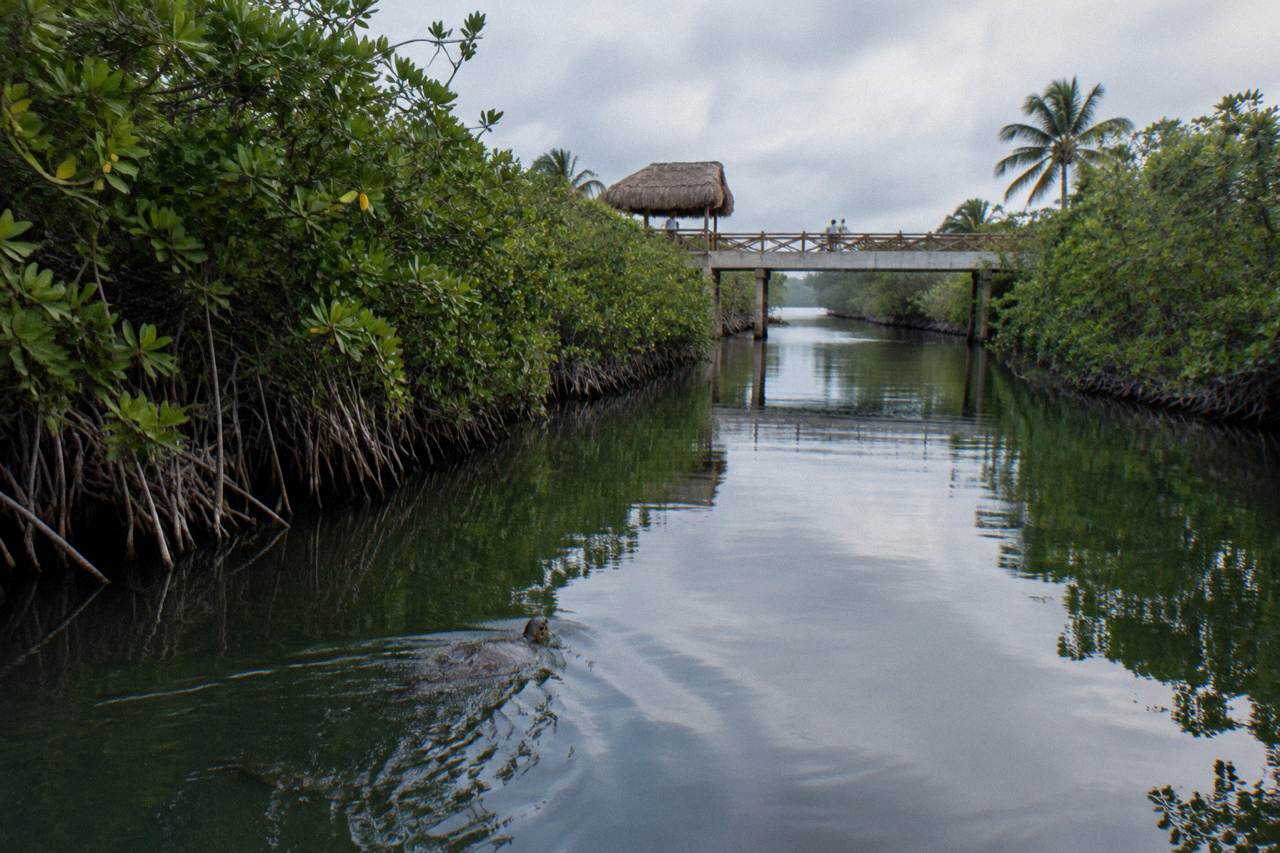 Still lagoon water and mangrove trees along a canal in the Sian Ka'an biosphere at midday