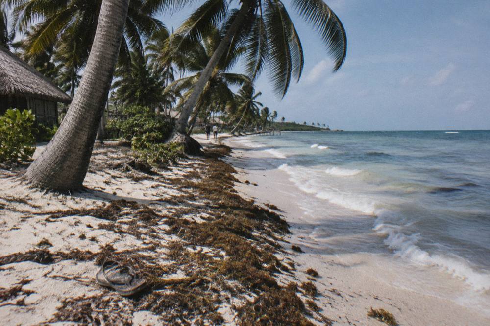 Waves washing onto a wild palm-lined beach at the edge of the reserve.