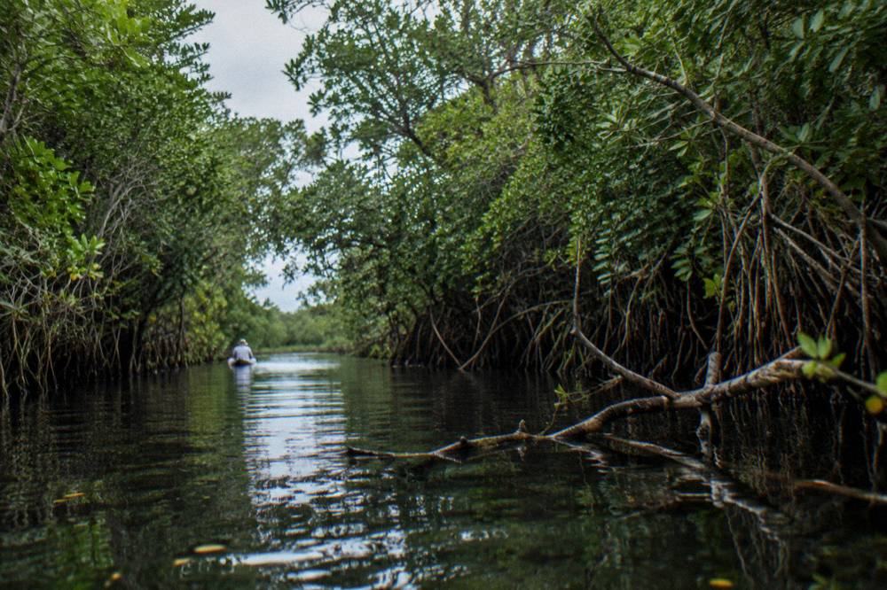 Narrow ancient water channel through dense green mangroves with still dark water