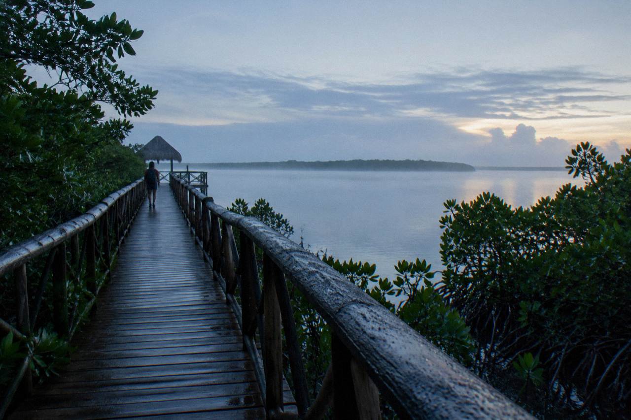 Boardwalk through mangrove forest leading toward a calm lagoon at dawn