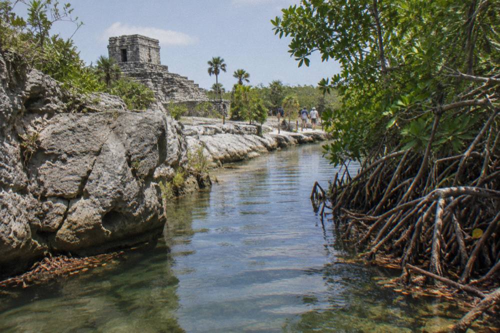 Mangrove roots lining a narrow freshwater canal under open sky