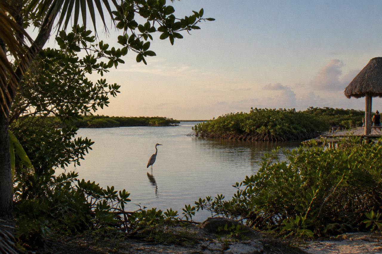 Calm lagoon water fringed by mangroves under a wide sky at the edge of a tropical biosphere reserve
