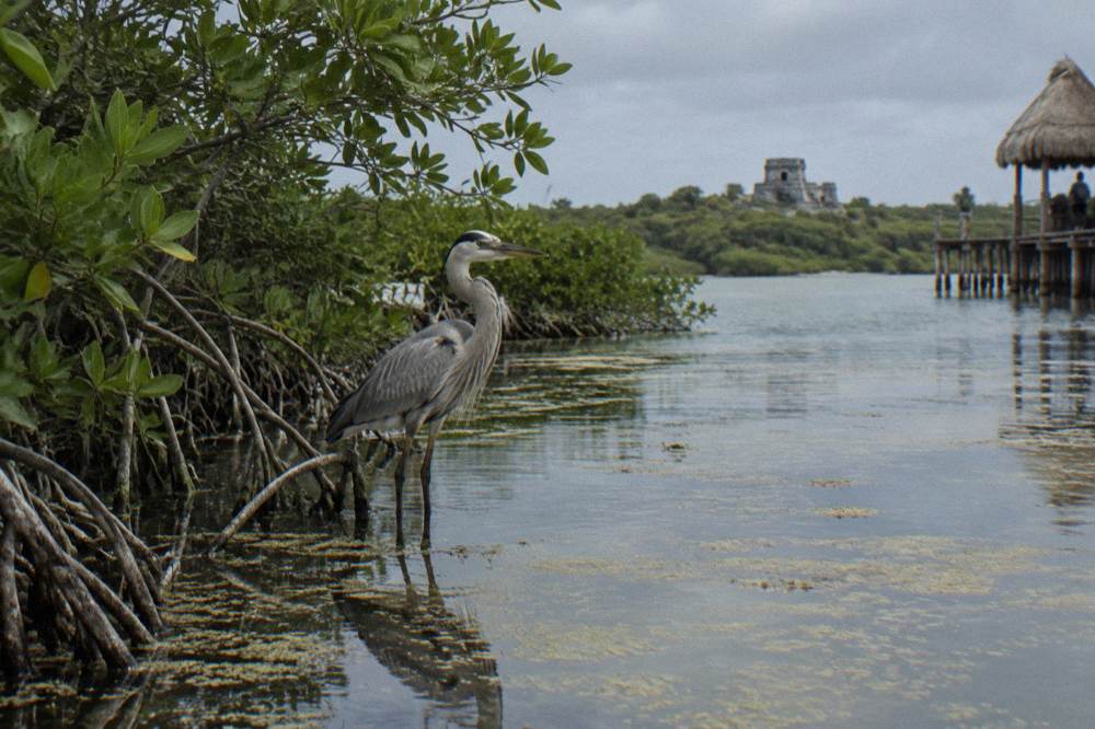 A heron standing in shallow lagoon water beside flooded mangrove roots in morning light