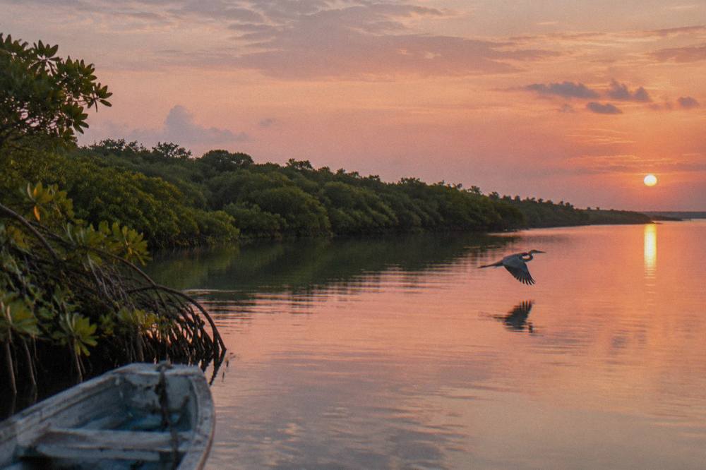 A calm lagoon at sunrise with mangrove forest along the shoreline