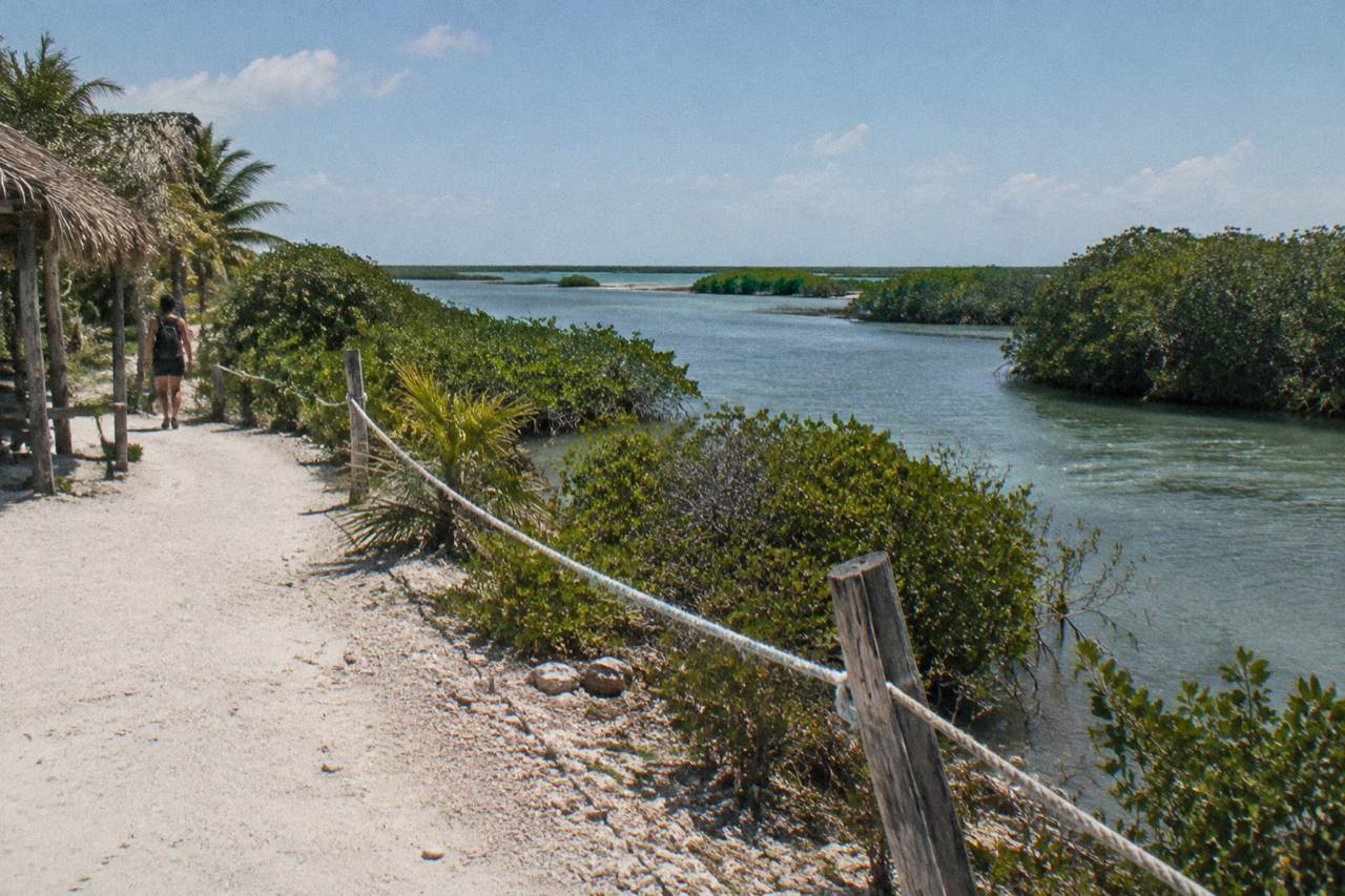 Mangrove channels and open lagoon water inside a low coastal biosphere reserve at midday