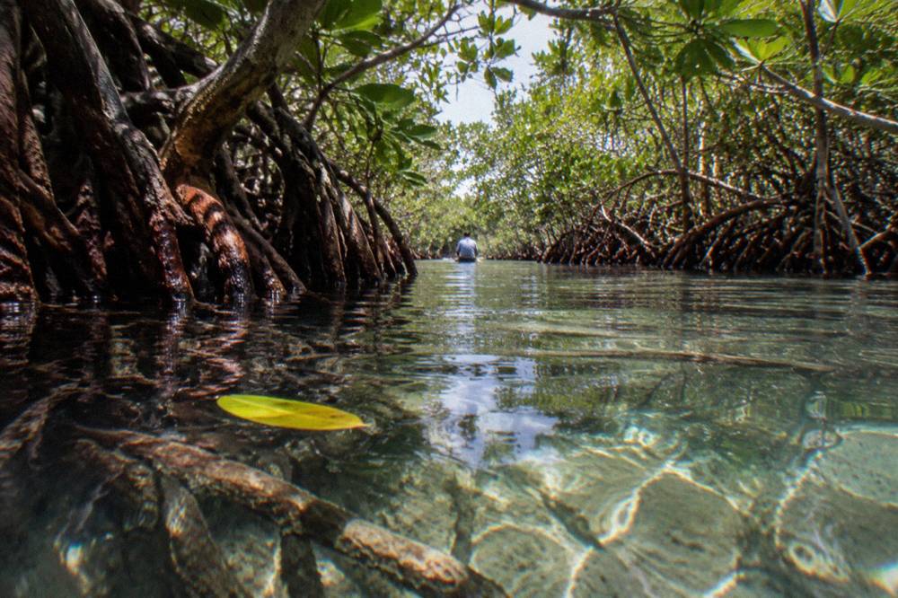 A narrow ancient canal of clear water winding between dense green mangrove walls