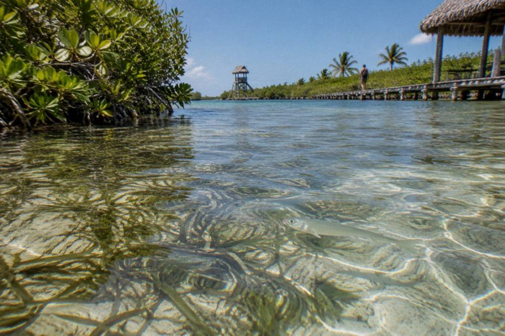 Clear shallow water over pale sand and seagrass inside a lagoon channel