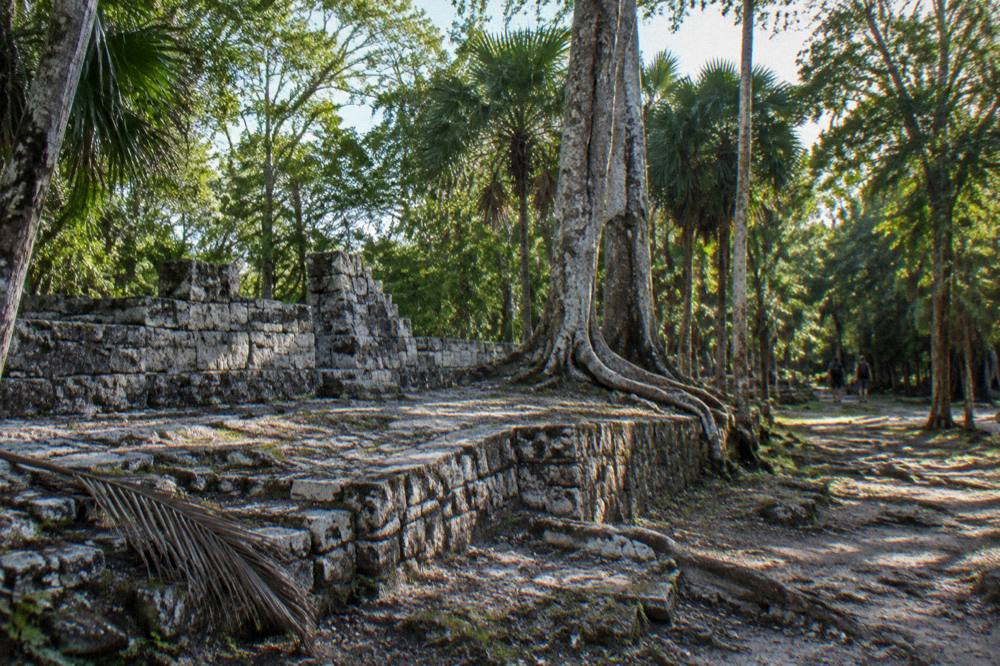 Ancient stone ruin platform beneath tall trees at an archaeological site