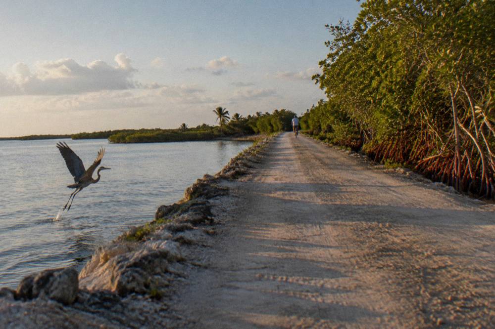 An open dirt causeway running between a calm lagoon and dense mangrove