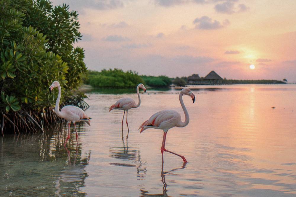 Wading birds standing in shallow lagoon water at early morning