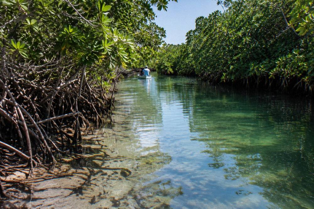 A narrow water channel through dense green mangrove walls under open sky