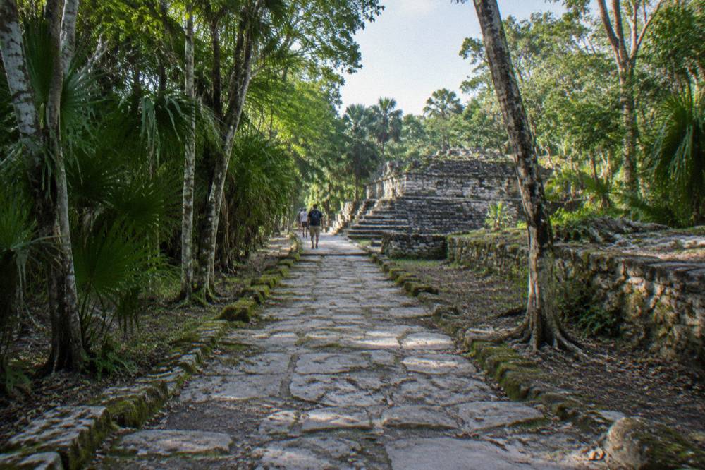 Tall jungle trees and a cleared stone path at a low-rise archaeological site