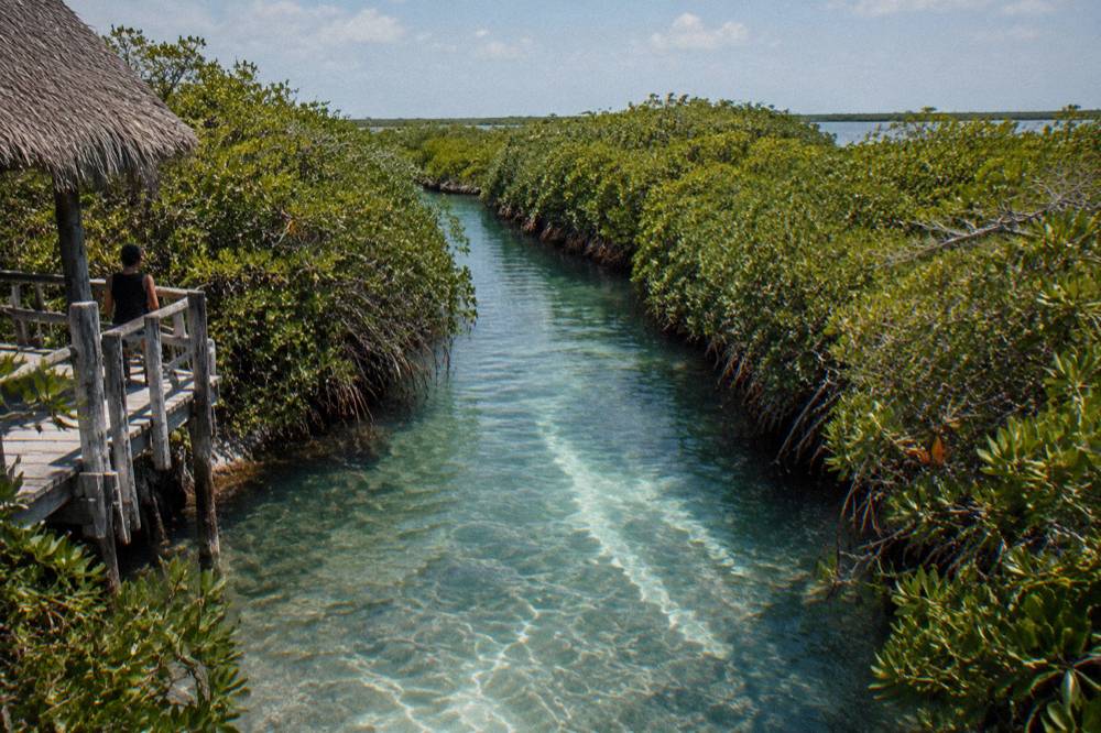 Narrow water canal lined with dense mangrove vegetation under open sky