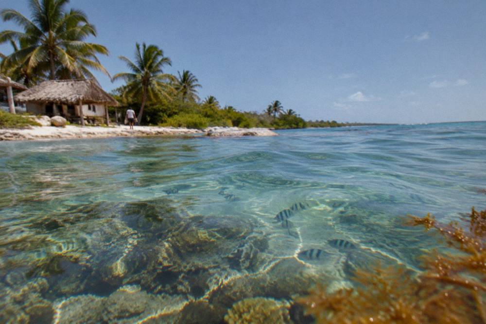 Clear shallow water over a coral reef with fish swimming near the surface