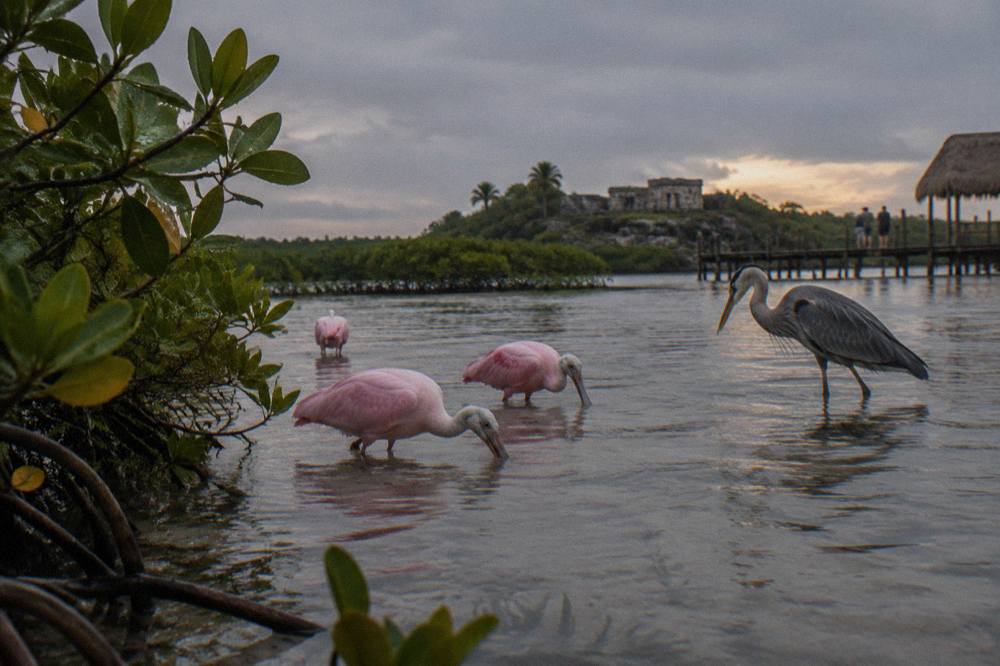 Roseate spoonbills and herons feeding in a shallow lagoon at first light
