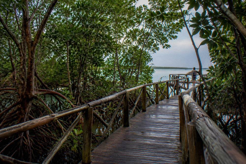 Boardwalk trail winding through tall mangrove forest toward open lagoon