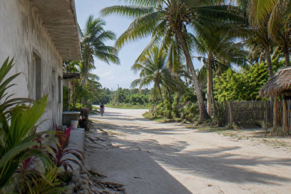 A quiet sandy path lined with palm trees leading toward low jungle in morning light