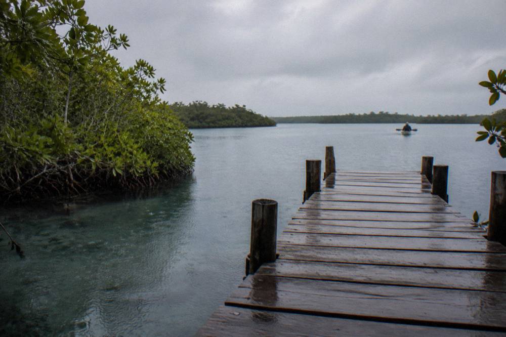 A small wooden dock extending into a wide still lagoon surrounded by low mangrove forest