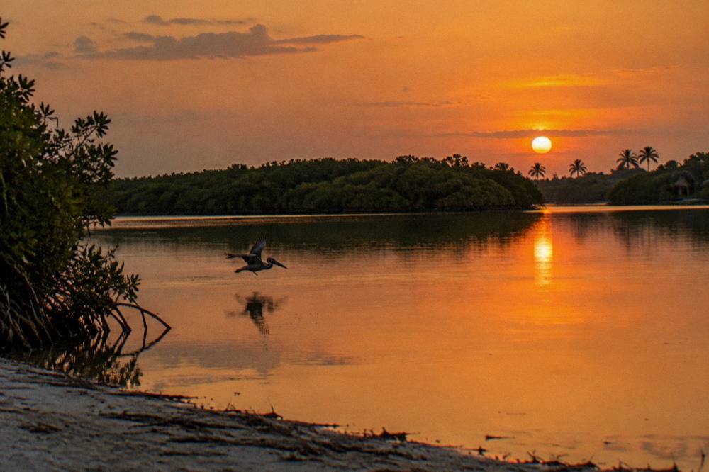 A calm lagoon at sunset reflecting orange sky above silhouetted mangrove lines