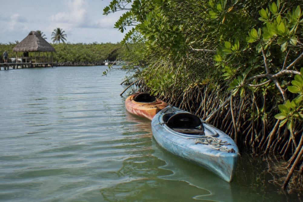 Single kayaks resting in still green water beside a dense mangrove wall