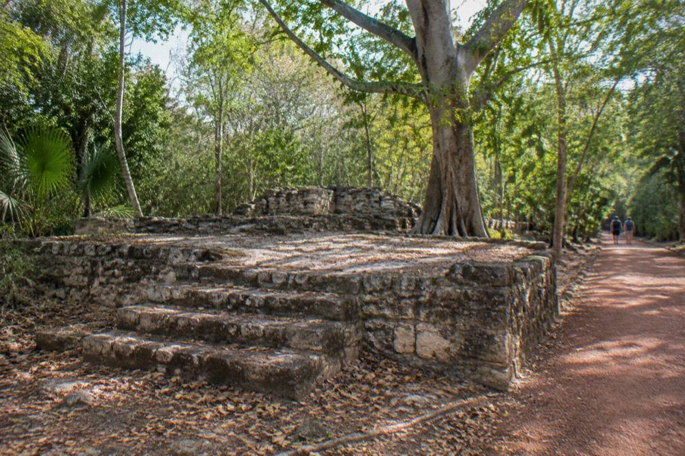 A stone Maya ruin platform standing in low forest with a gravel path leading toward it