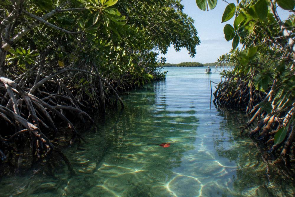 A quiet canal of clear water threading between mangrove roots toward an open lagoon