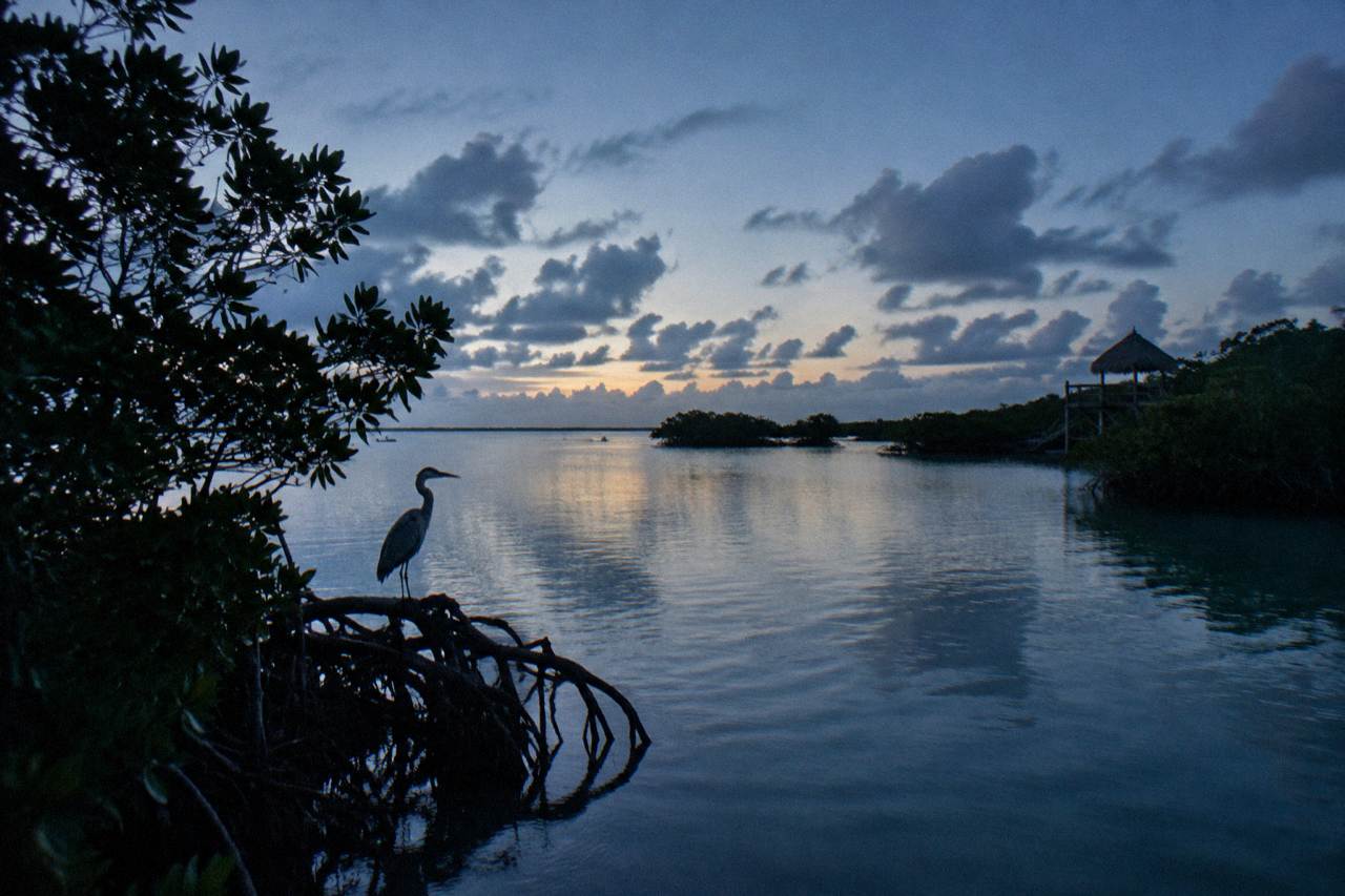 Calm lagoon water inside the biosphere at dawn with mangrove trees along the shore