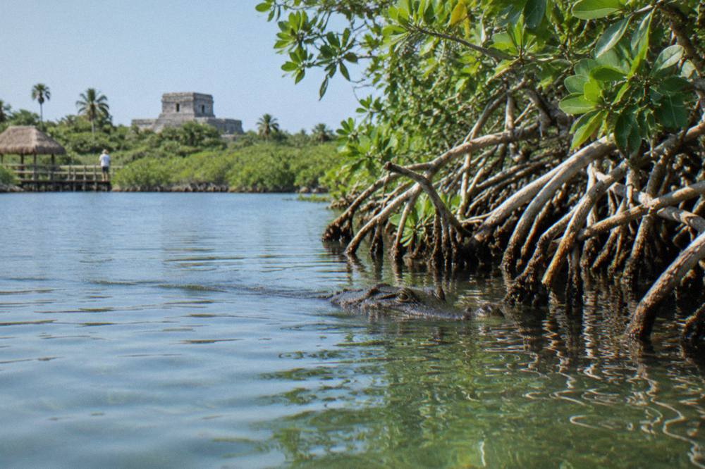 Still lagoon water fringed by dense mangrove forest under a pale morning sky