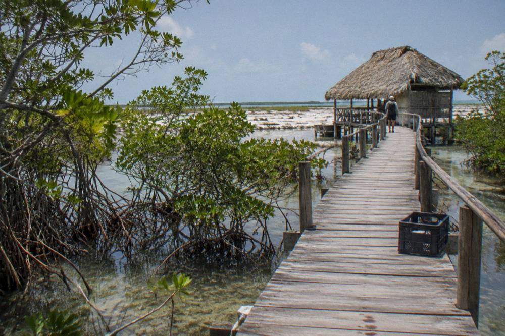 Wooden walkway leading through mangrove wetland toward a small ranger station