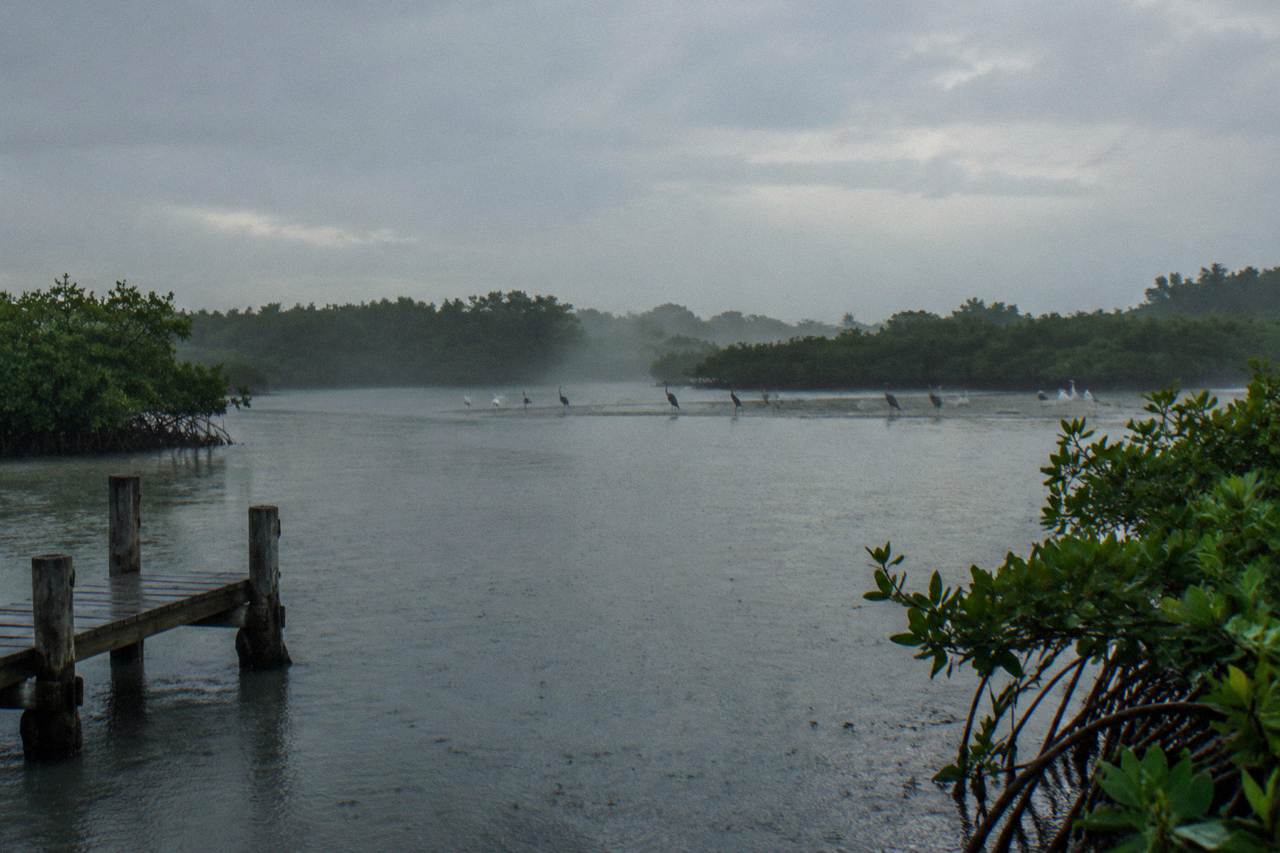 Mangrove channels and open lagoon water inside a coastal biosphere reserve at dawn
