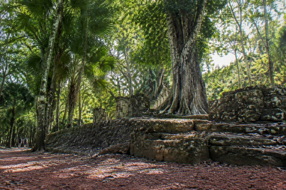 Ancient stone ruin foundation beneath tall jungle canopy