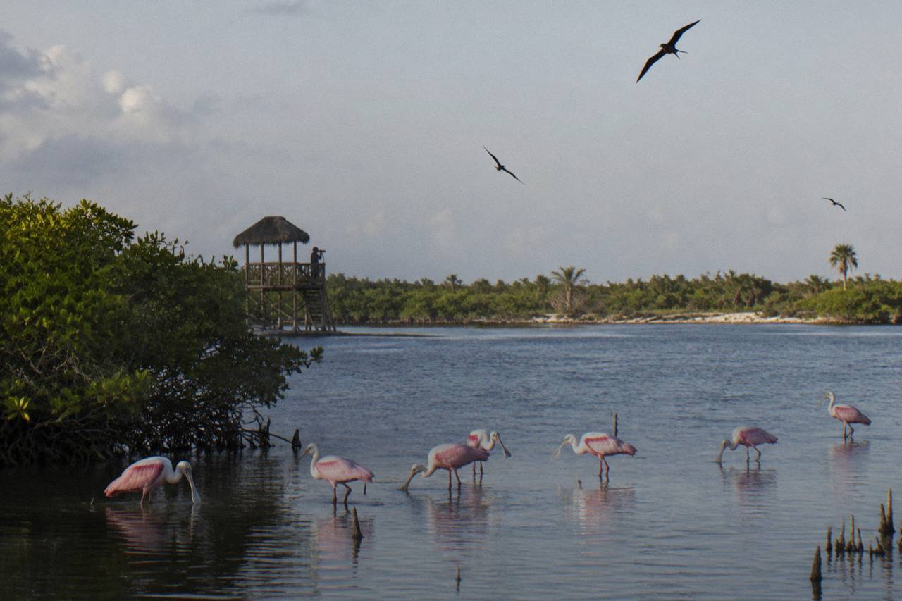 Sian Ka'an: roseate spoonbills and frigatebirds over Sian Ka'an wetlands